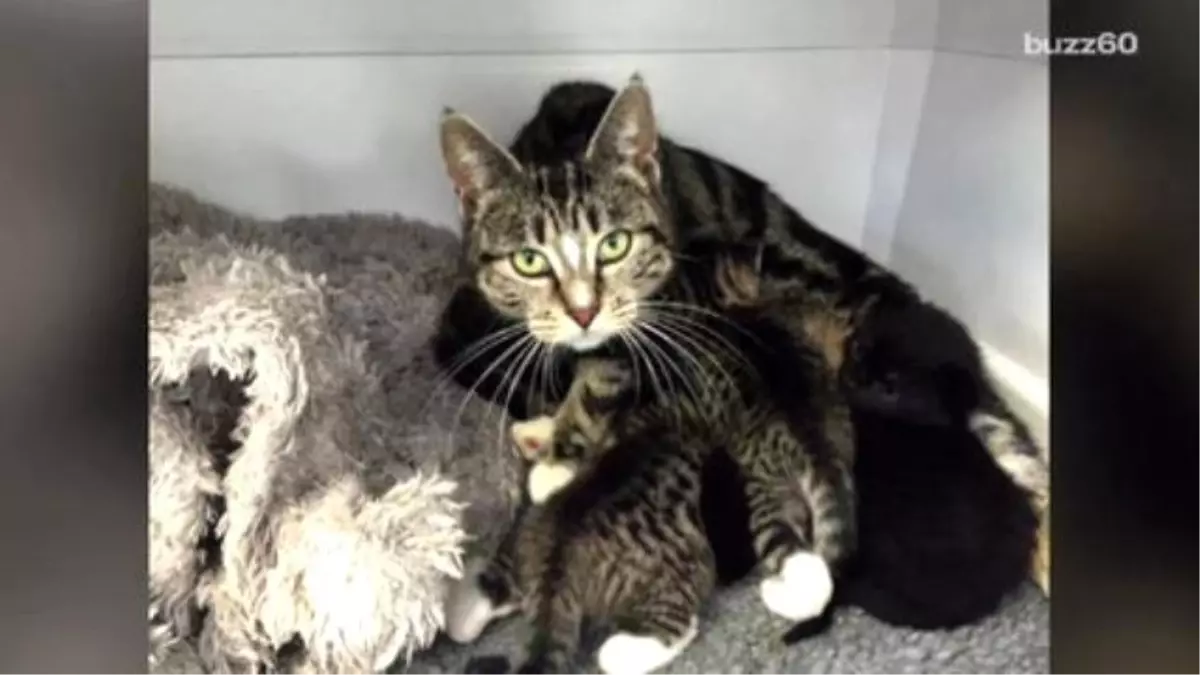 Mother Cat Breaks İnto Vet Clinic To Be With Her Abandoned Kittens