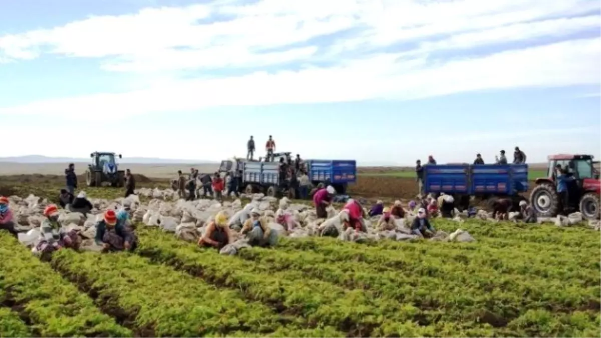 Türkiye\'nin Havuç Deposu Beypazarı\'nda Hasat Başladı