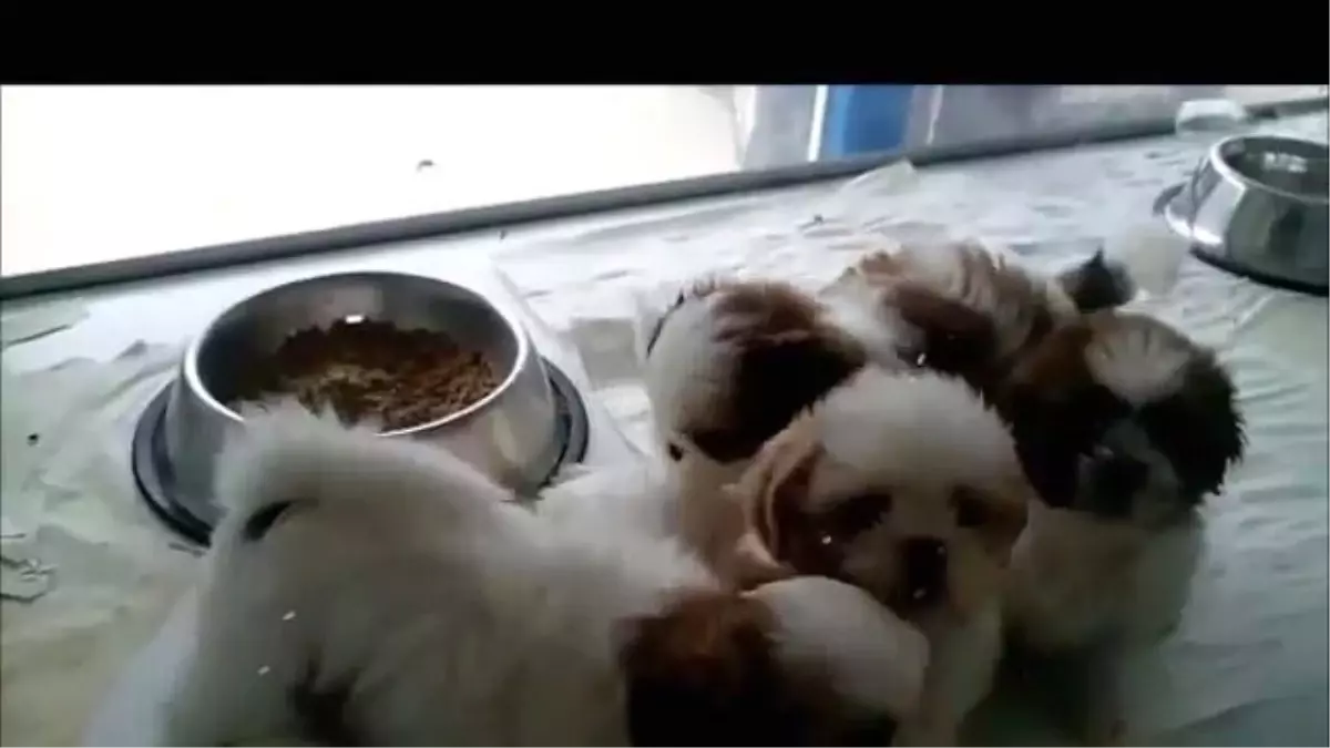 Satılık Shih Tzu Yavruları 0543 659 72 02