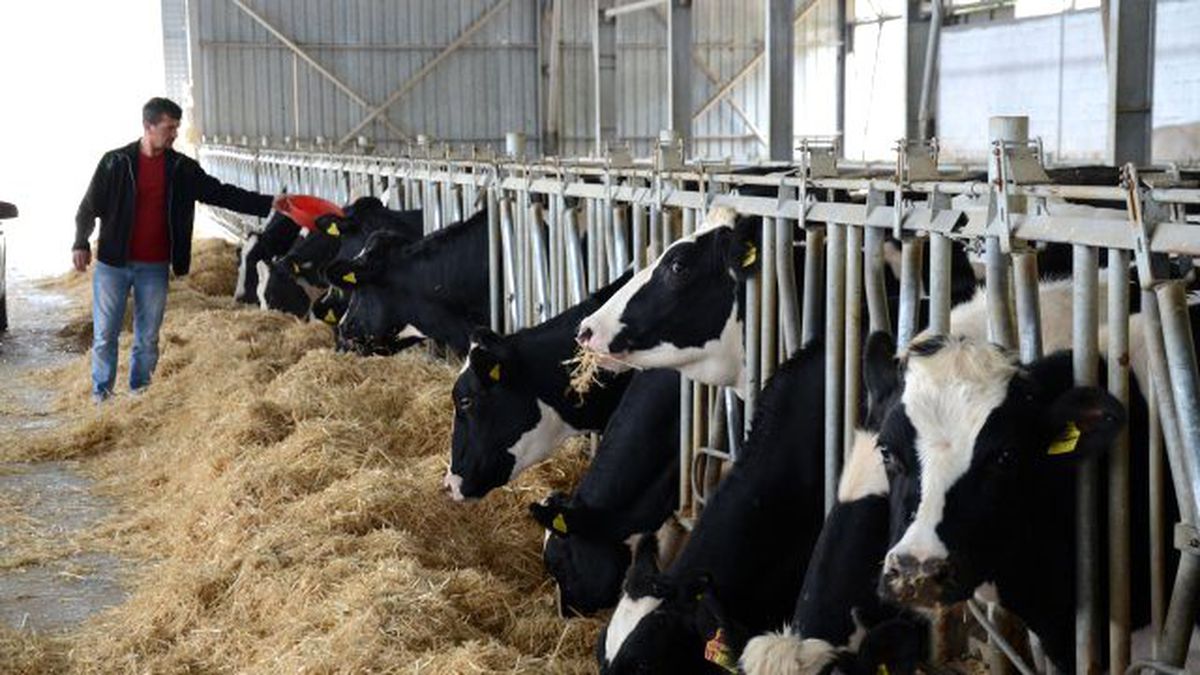 BTB Başkanı Başar: "Suni Tohumlama" Süt Verimini Artırdı