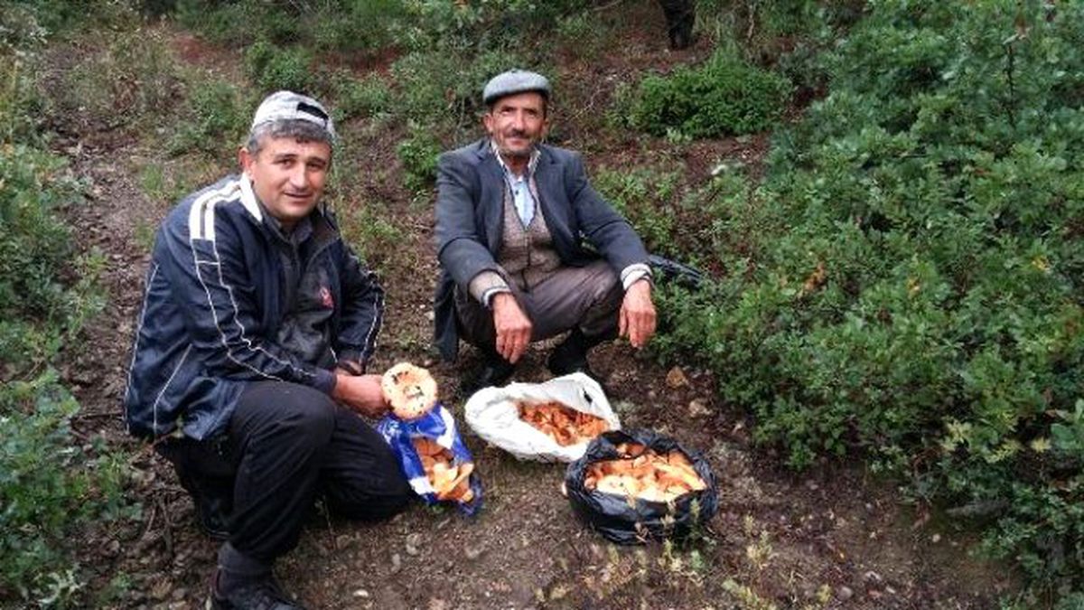 Ağaç Altlarından Para Eden, Çam Mantarı Topluyorlar