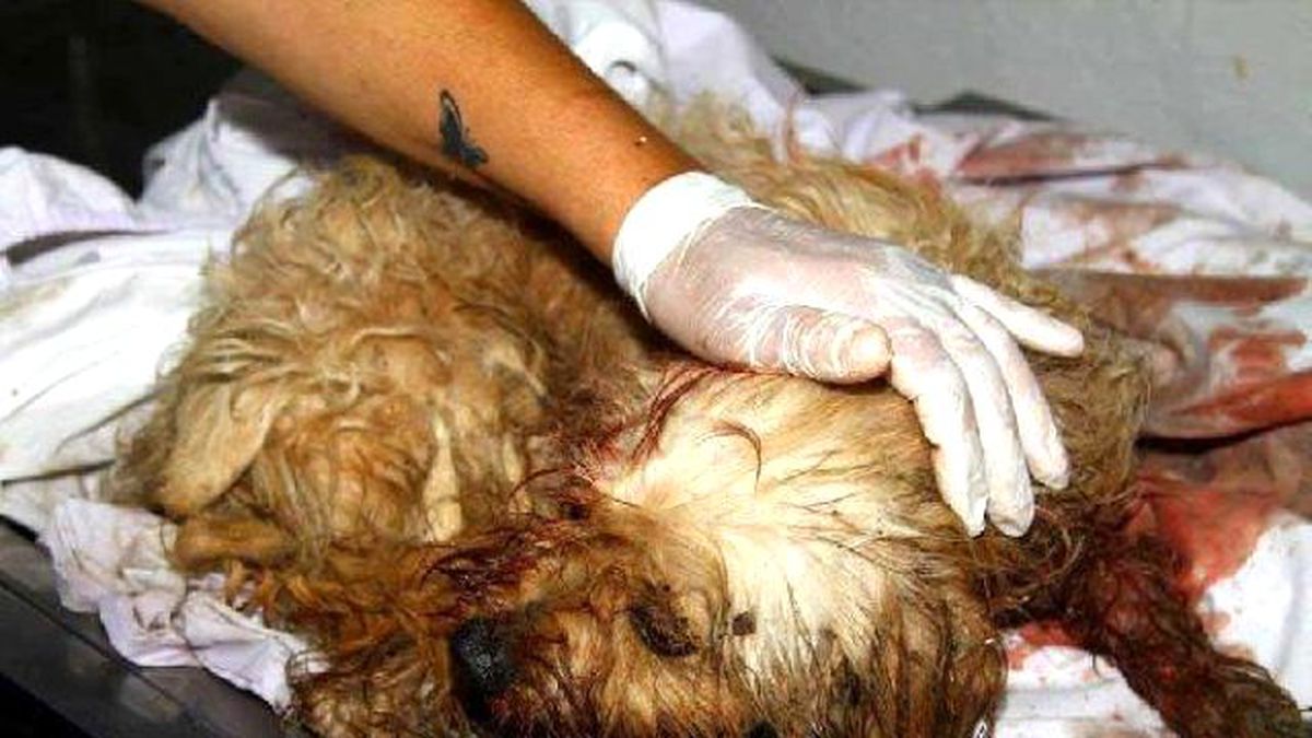 Çöp Konteynerinden Yaralı Köpek Çıktı