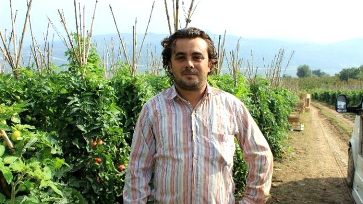 Domates Fiyatları Tarlada Dibe Vurdu