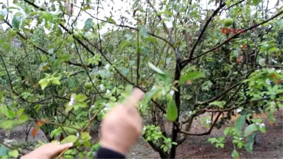 Kazan Çağın Hastalığı Stres Ağaçları da Vurdu