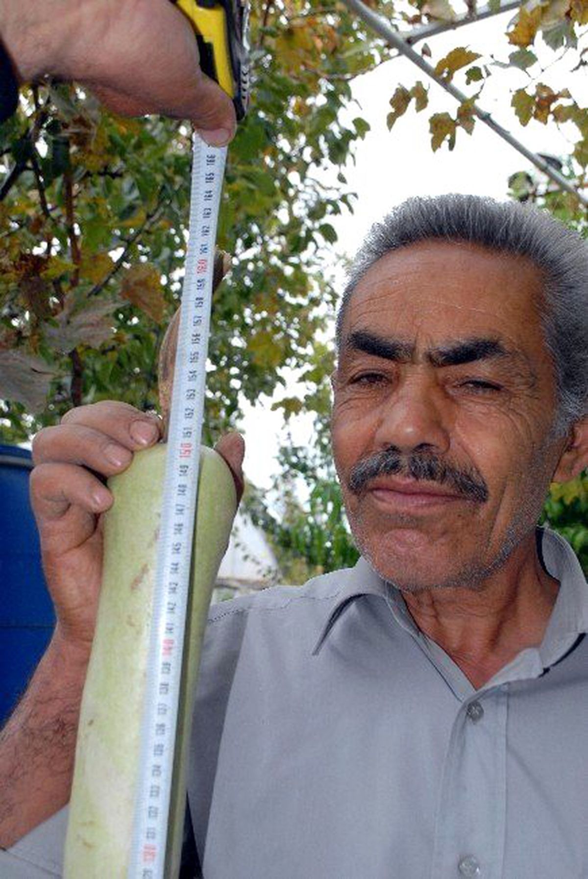Uzadıkça Uzayan Kabak, Yetiştiricisini de Şaşırttı