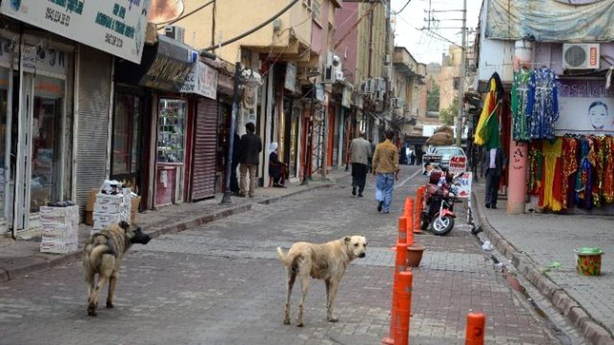 Viranşehir\'deki Başı Boş Köpekler Korkutuyor