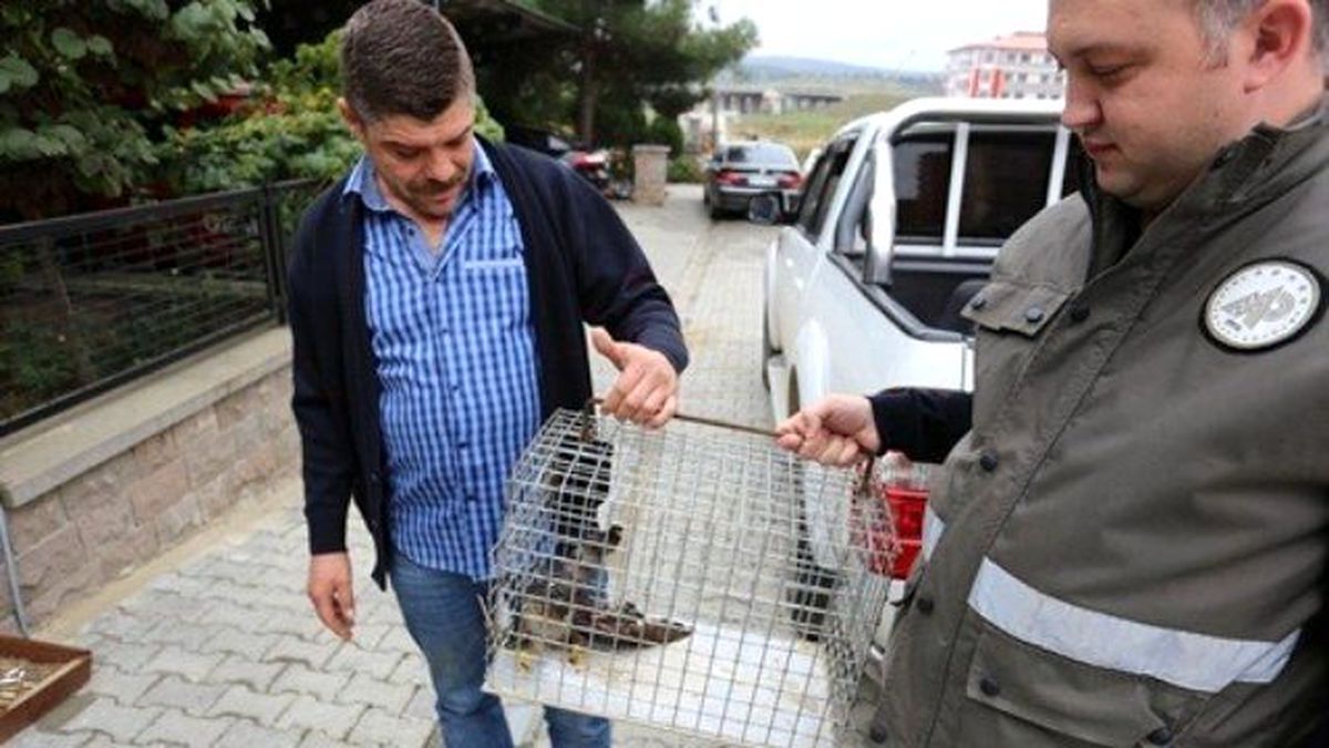 Yaralı Atmaca Tedavi Edilecek