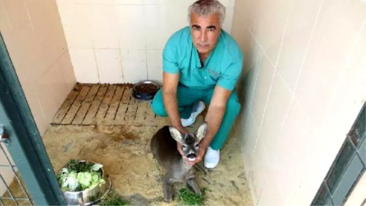 Yaralı Karaca Emin Ellerde