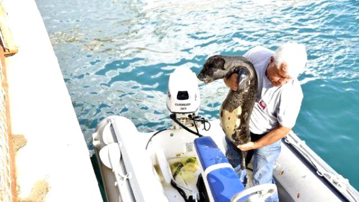 Antalya\'da Çıkan Fırtınada Bir Yavru Akdeniz Foku, Annesini Kaybetti