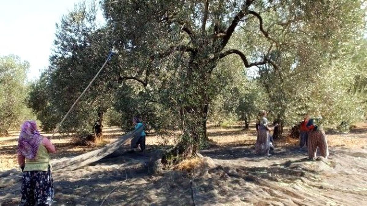 Aydın\'da Zeytin Hasadı Başladı