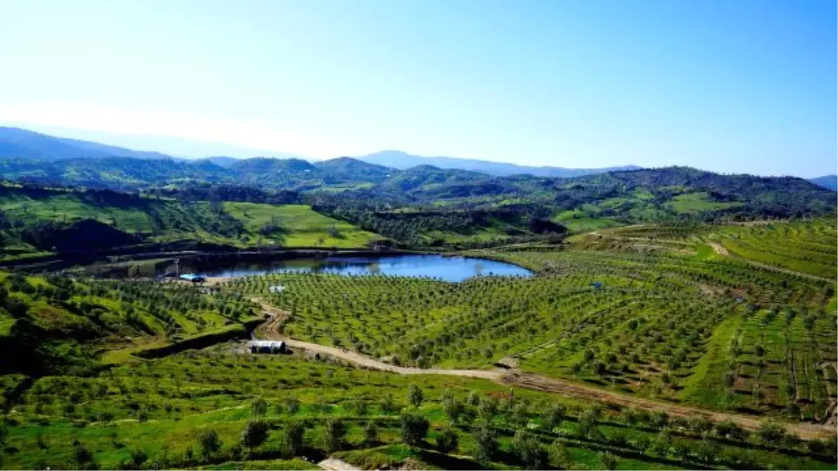 Dünyanın En İyi 20 Zeytinyağından Biri Aydın'da Üretiliyor