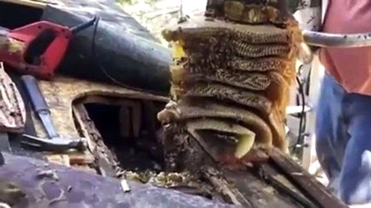 Evin Çatısına Giren Arının İnanılmaz Balı