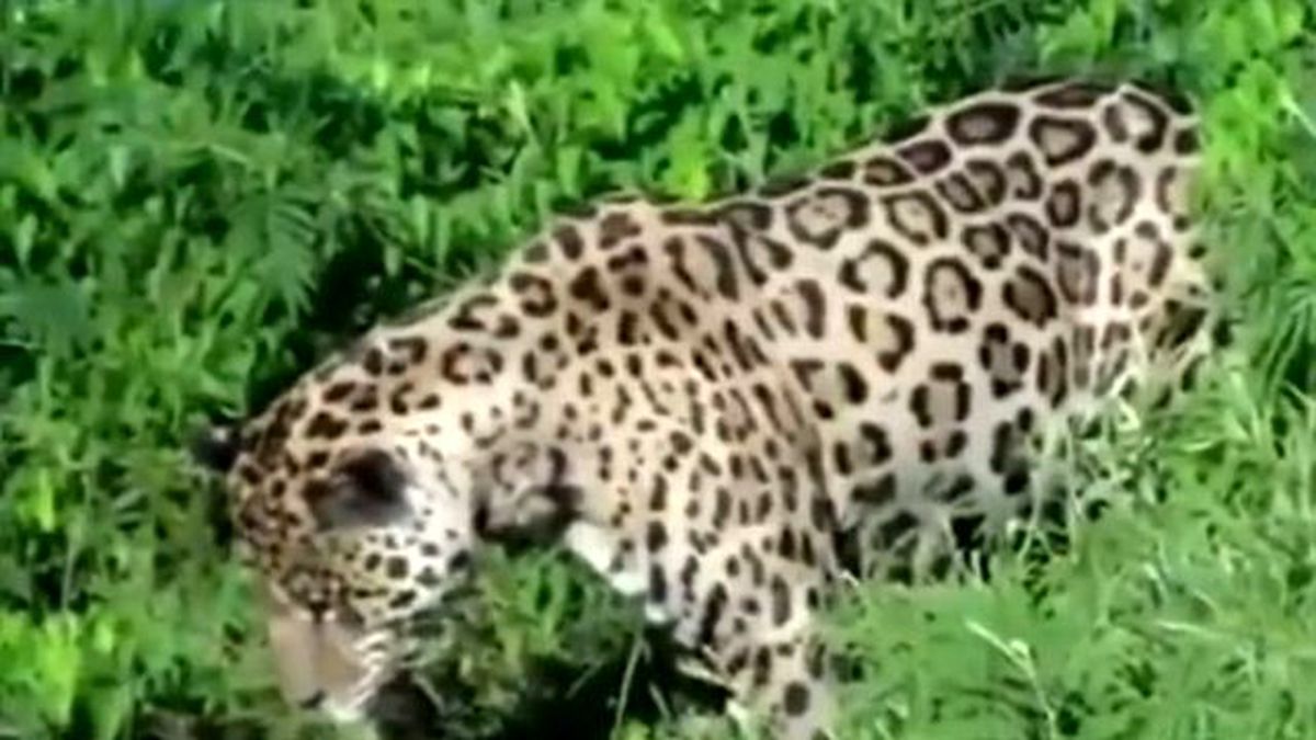 Jaguar'dan İnanılmaz Av! Suya Atlayıp Paramparça Etti