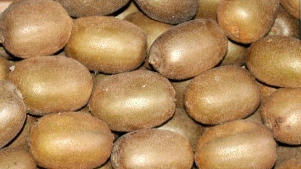 Kivide Erken Hasat Uyarısı