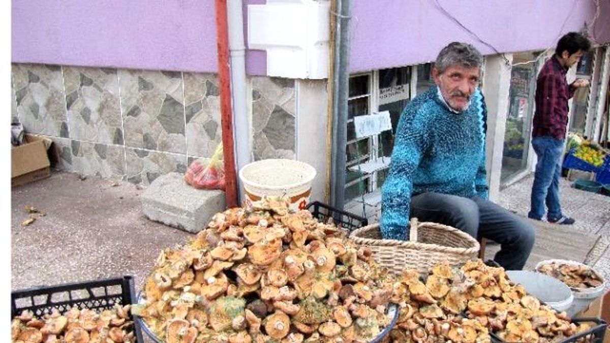 Melki Mantarı Gelir Kaynağı Oldu