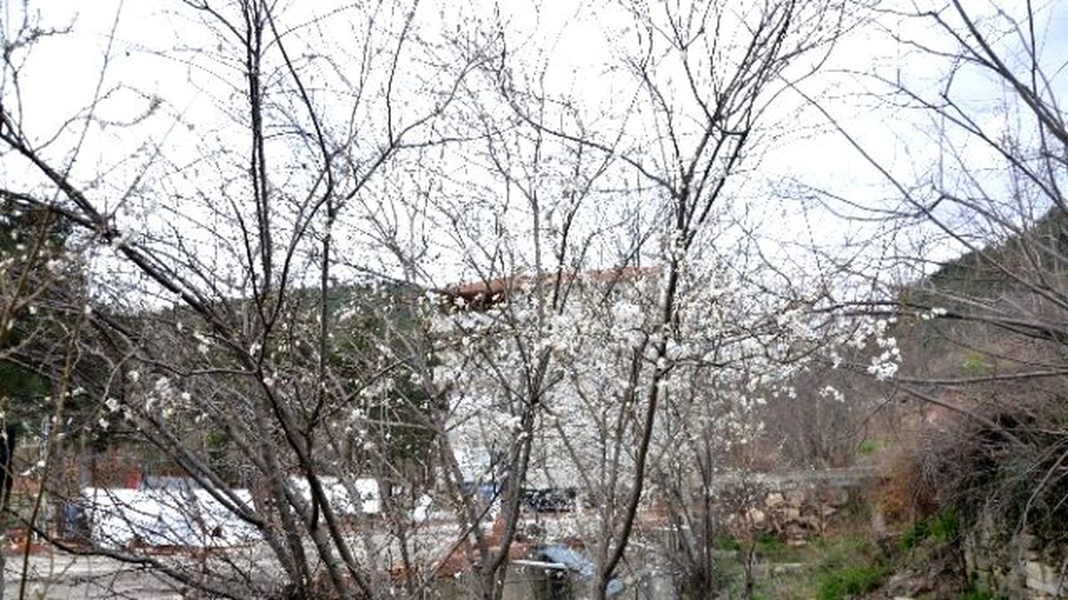 Sinop\'ta Erik Ağaçları Çiçek Açtı