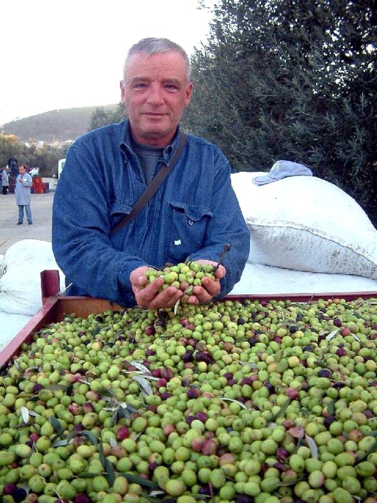 Zeytin Fiyatları Burhaniyeli Üreticiyi Sevindirdi