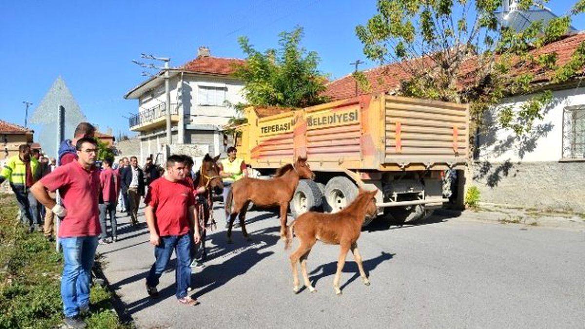 Başıboş Atlar Toplanıyor
