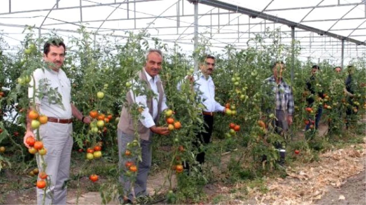 Erzurum\'da Orman Köylüsünün Yüzünü Seracılık Güldürdü