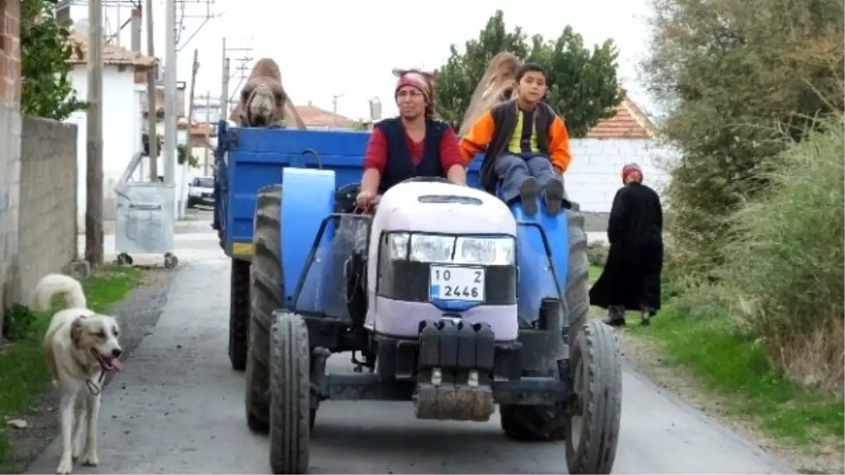 Güreş Develeri İçin İdman Zamanı