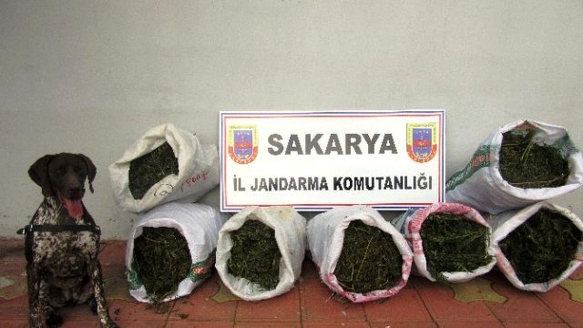 Sakarya\'da 27 Kilo Esrar Ele Geçirildi