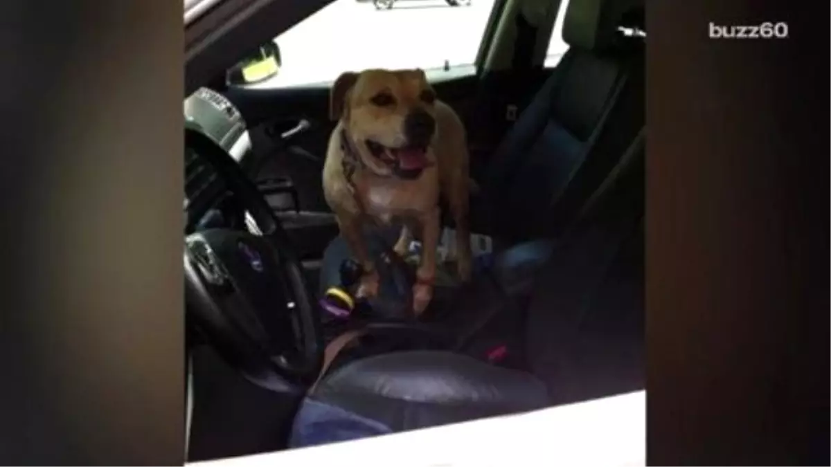 Senior Shelter Dog Gets Practice Car Rides So She Can Feel What İt\'s Like To Be Adopted