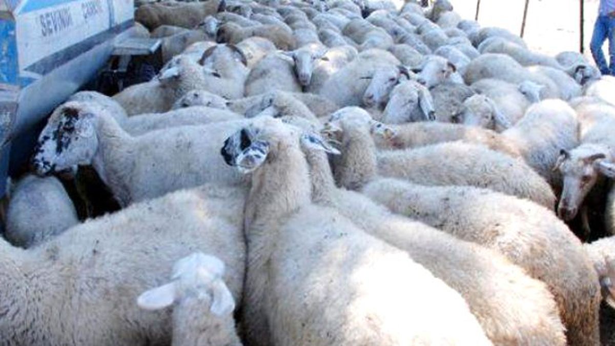 Sürüye Kurt Saldırdı, 46 Hayvan Telef Oldu