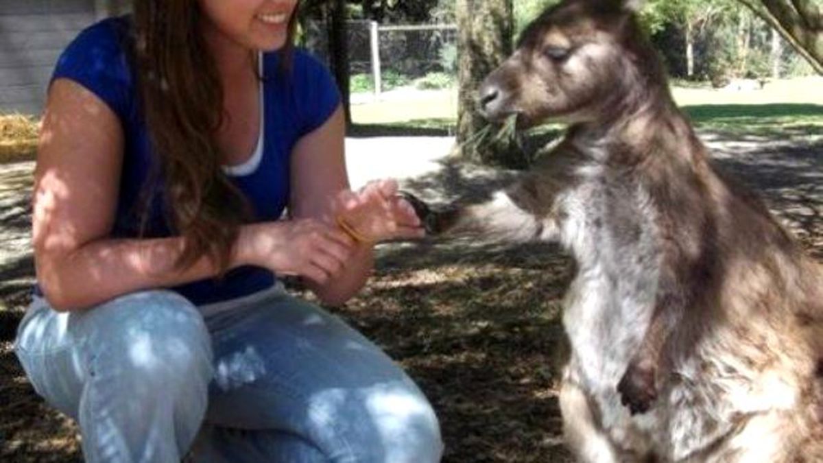 Avcı Kadın, Köpeği Tarafından Vuruldu