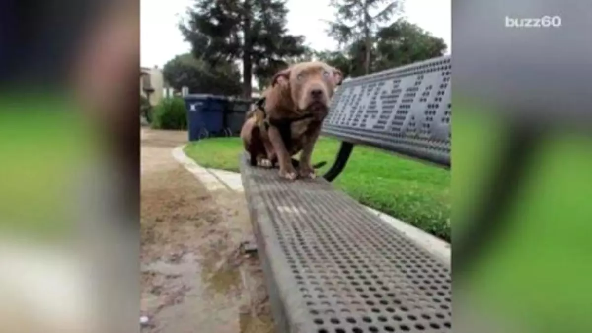 Blind Dog Left On A Park Bench Learns What Love Feels Like