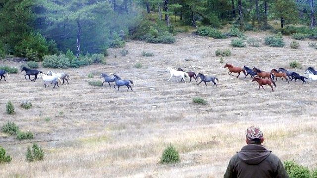 Domaniç\'te Osmanlı\'dan Kalma Yılkı Atları Görüldü