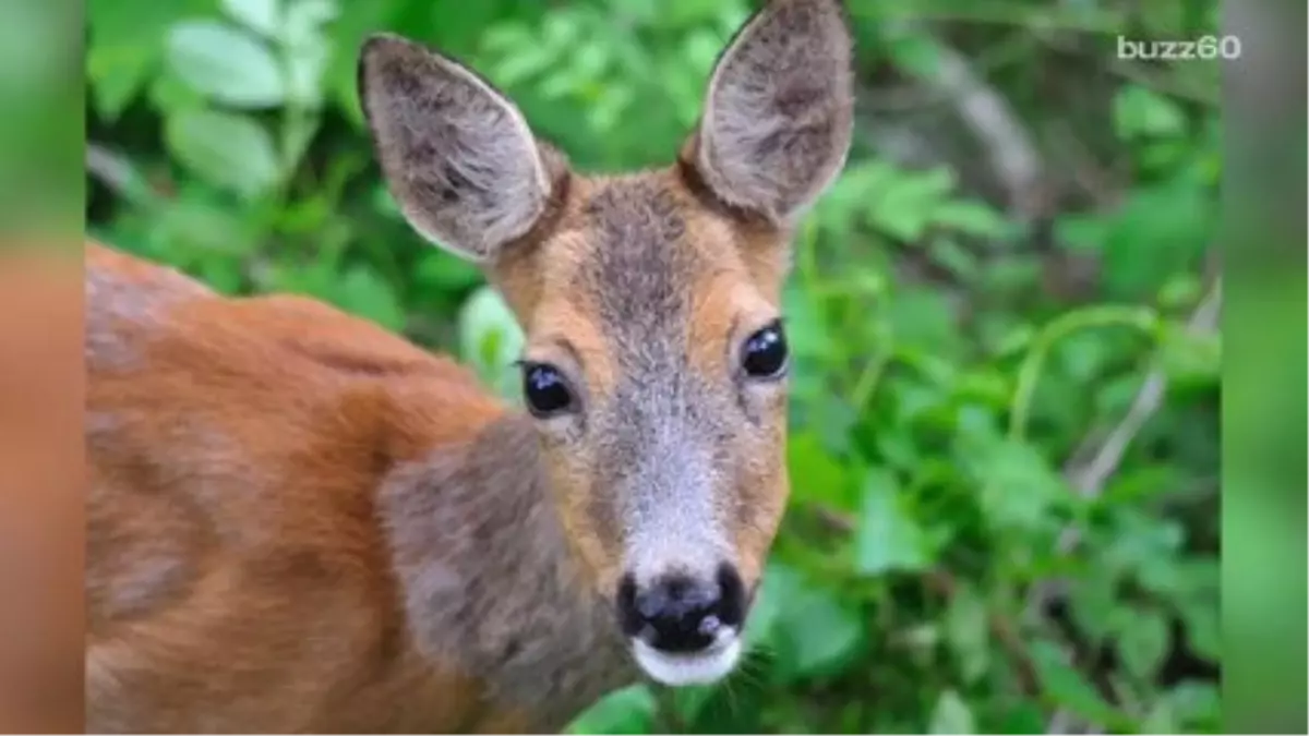 Injured Deer Walks İnto Emergency Room After Being Struck By A Car