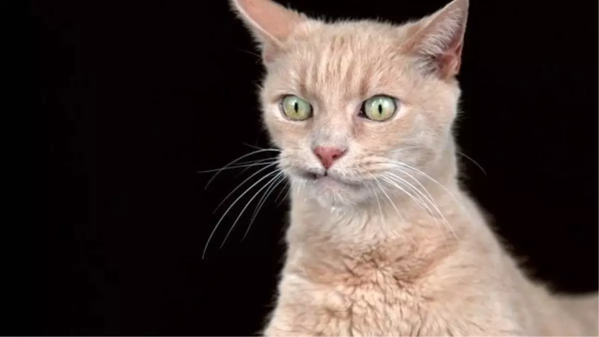 Kafalarını Sallayan Şapşik Kedilerin Ağır Çekim Görüntüleri
