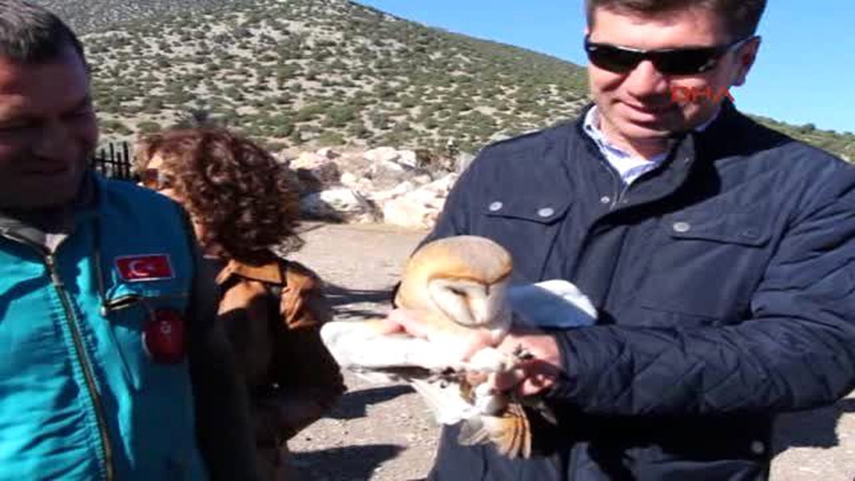 Burdur - Tedavi Edilen Peçeli Baykuş, Cumhuriyet Bayramı\'nda Doğaya Salındı