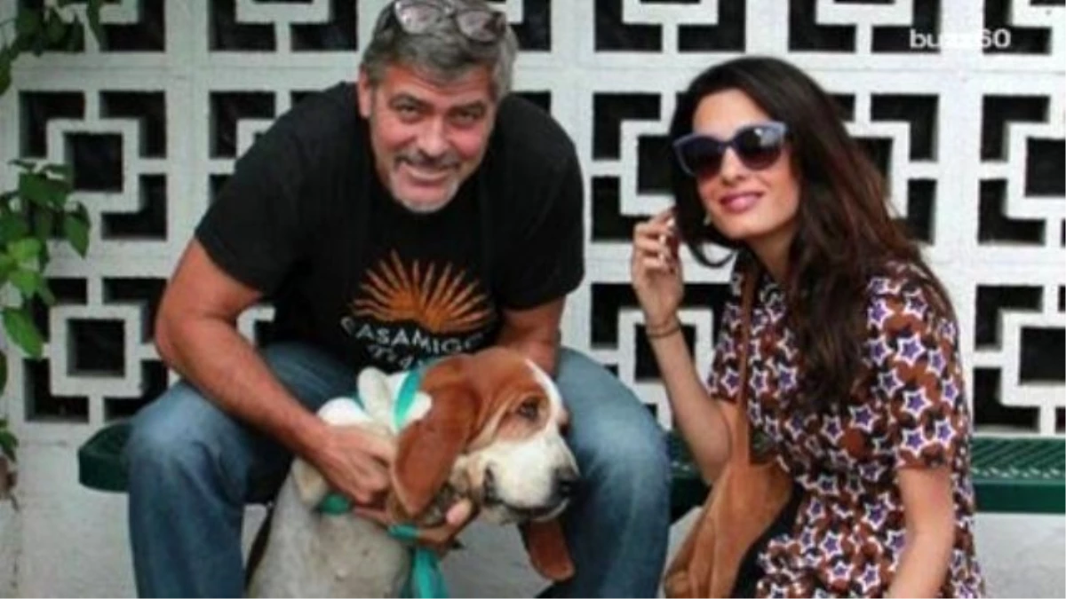George And Amal Clooney Adopt An Adorable Shelter Dog
