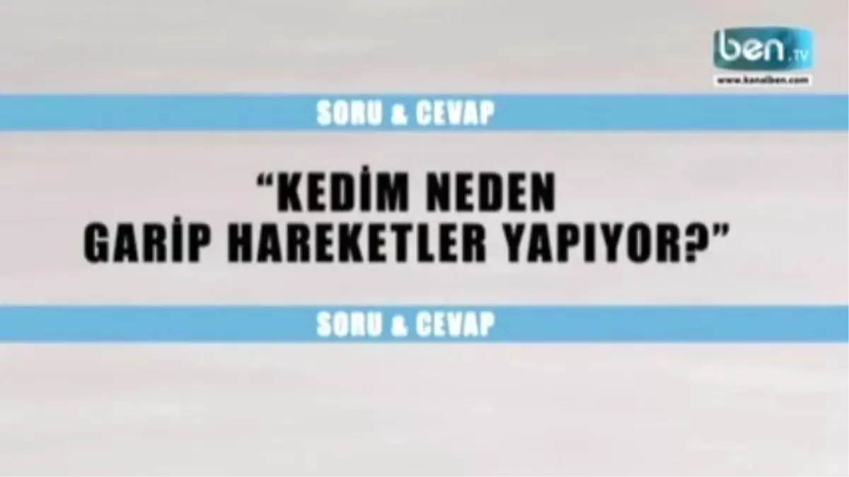 Kedim Neden Garip Hareketler Yapıyor?