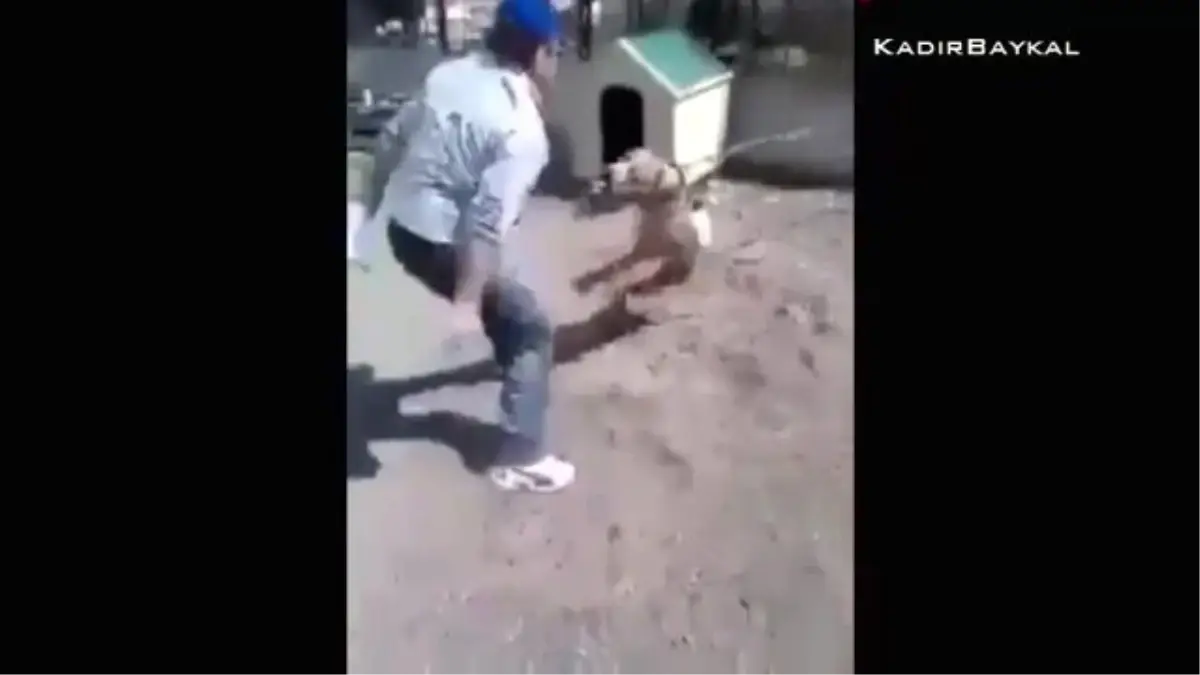 Pitbull\'a Artistlik Yapan Adam (Mutlu Son İçerir)