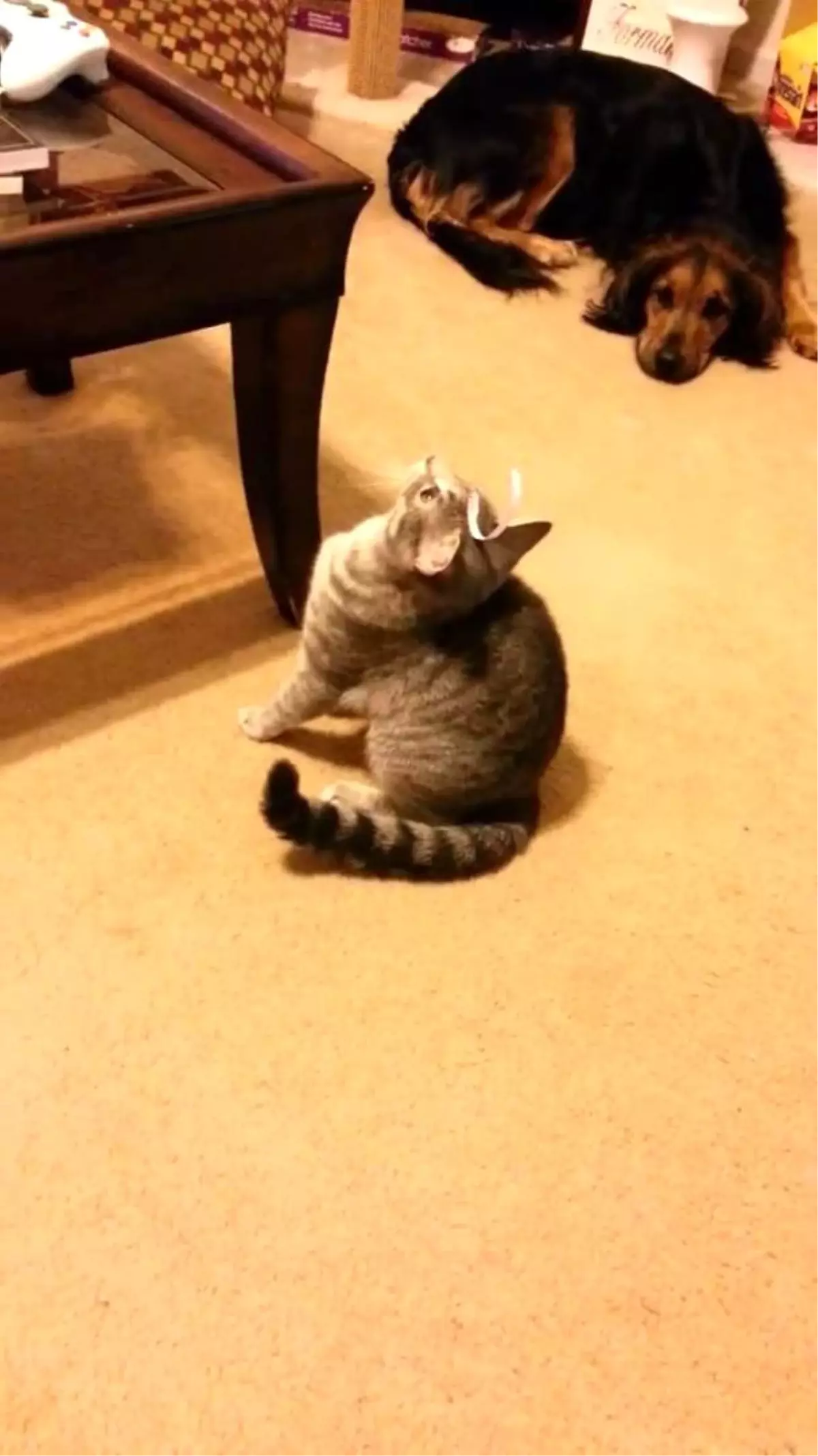 Başındaki Etikete Anlam Veremeyen Kafası Karışık Kedi