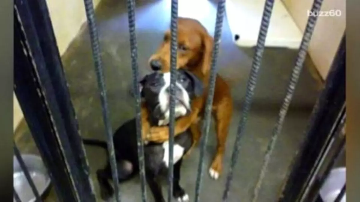 Hugging Dogs From Viral Photo Get Adopted