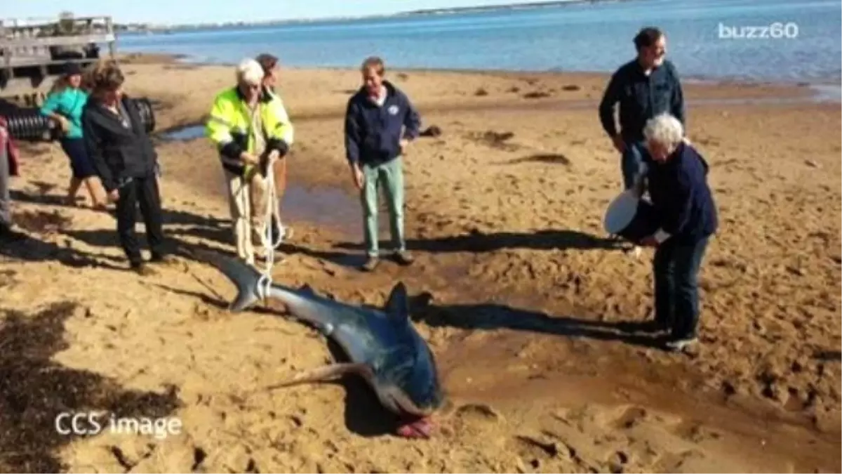 Instead Of Running Away, People Rush To Help A Stranded Shark On The Beach