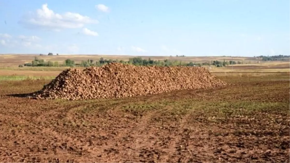 Tarla Silo ve Randevulu Sistem Uygulamasında Kayseri Şeker\'in Başarısı