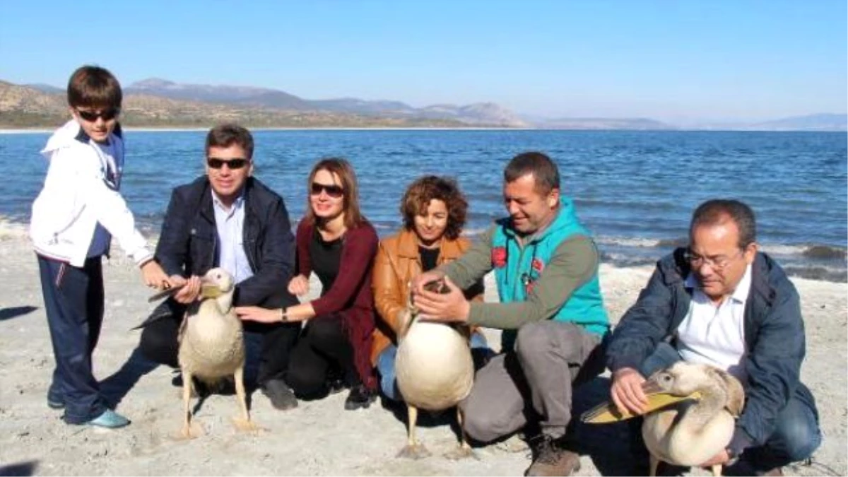 Tedavi Edilen Pelikanlar Burdur Gölü\'ne Bırakıldı