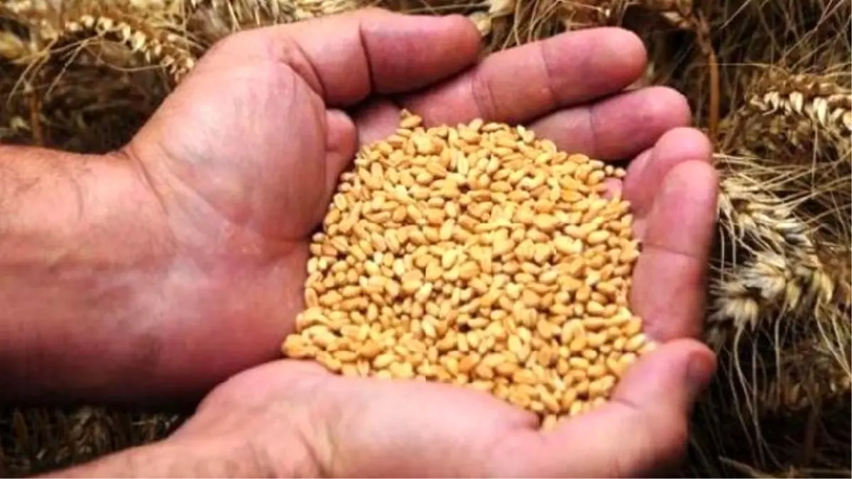 Turkey Sees Record High Wheat Production Levels But Keeps İmporting Due To Low Quality