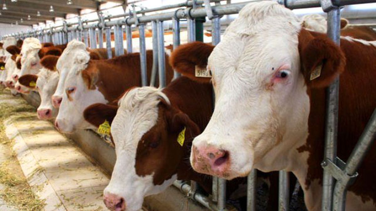 Türkiye'de Hayvancılığa Büyük Darbe Vuracak Karar