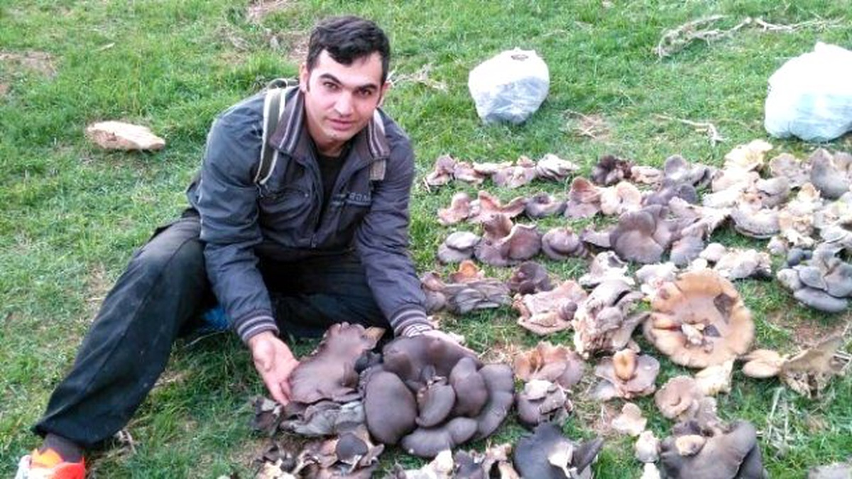 Yağışlarla Birlikte Mantar Bereketi Yaşanıyor