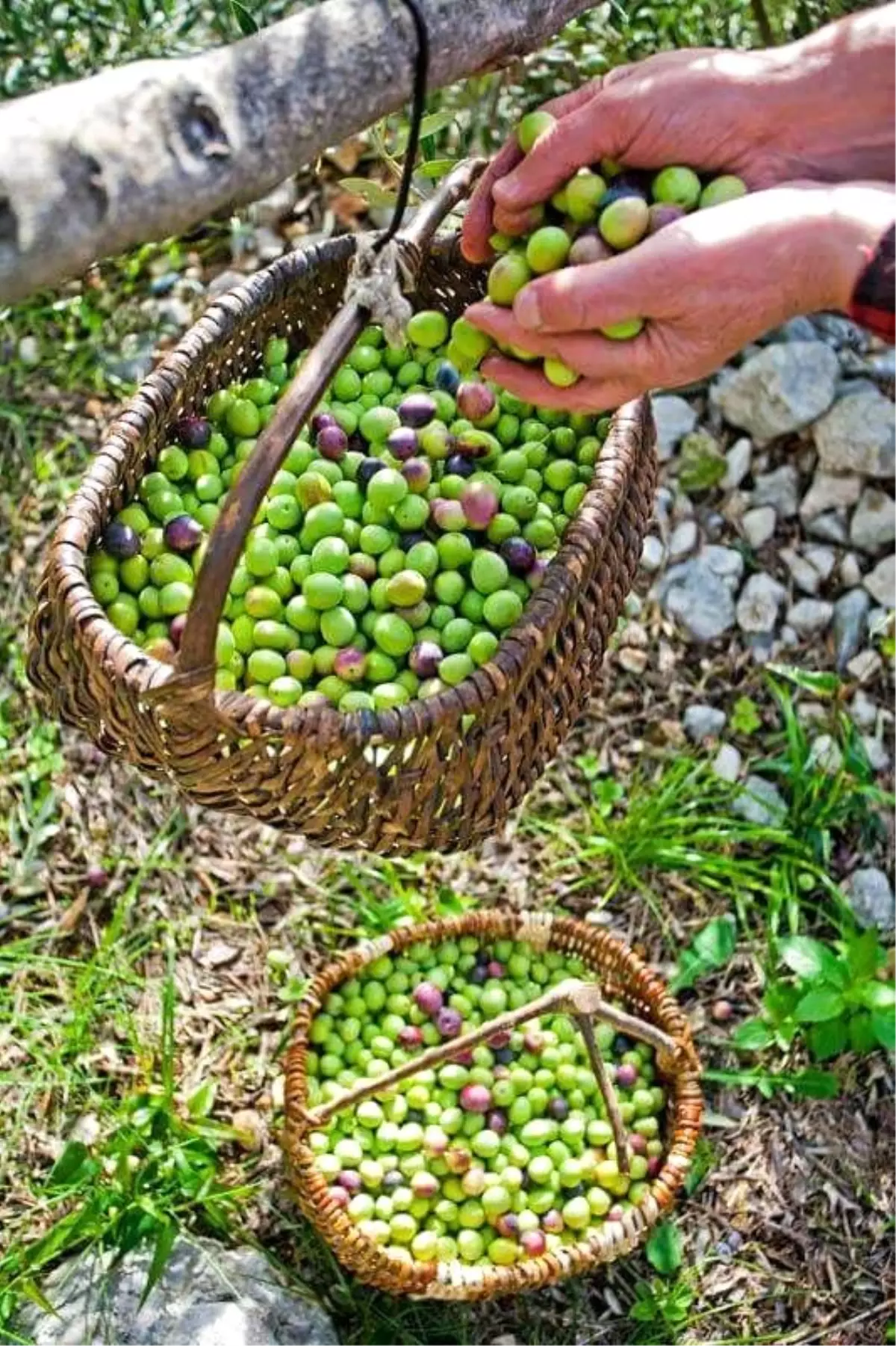 100 Yıllık Hasat