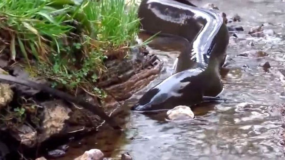 Görenleri Hayrete Düşüren Yılan