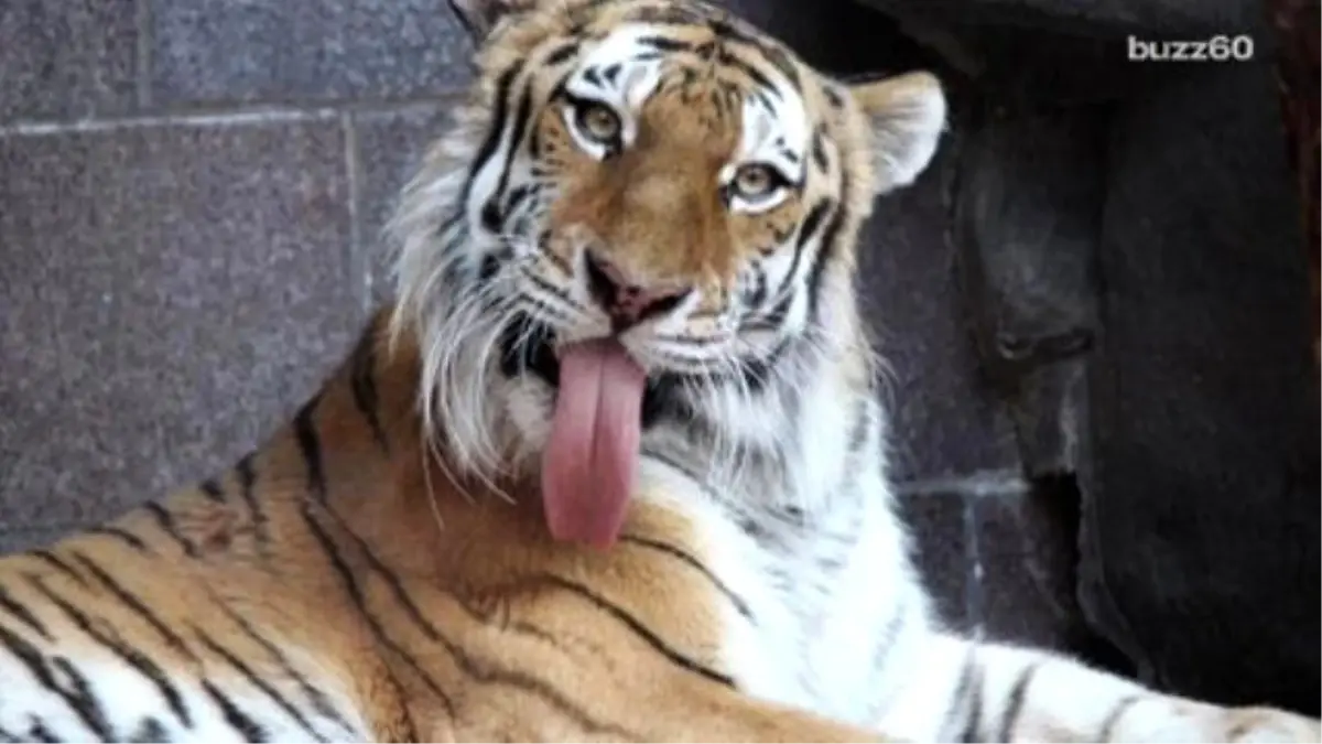 Drunk Woman Bitten By A Tiger After Sneaking İnto A Zoo