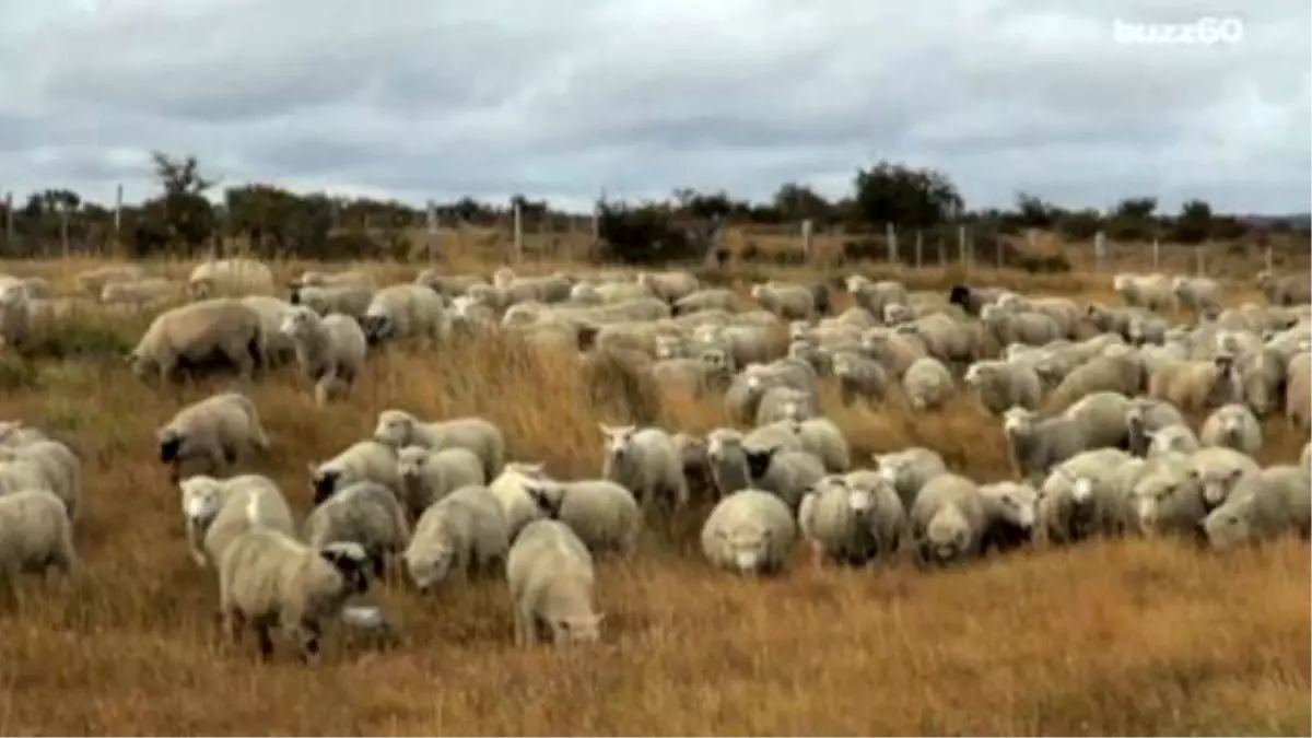 Farting Sheep Cause Plane To Make Emergency Landing