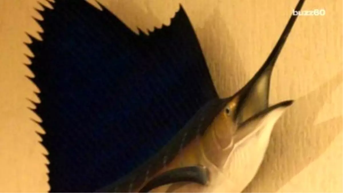 Woman Assaults Boyfriend With Sailfish