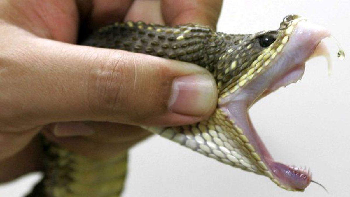 1.5 Yaşındaki Bebek, Zehirli Yılanı Öldürdü